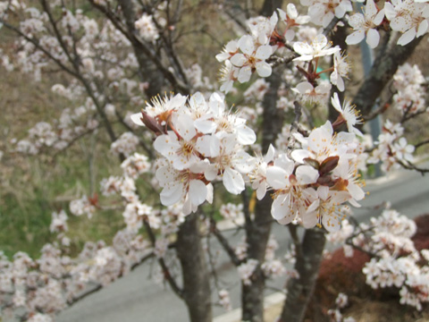 岡山観音聖教桜祭り